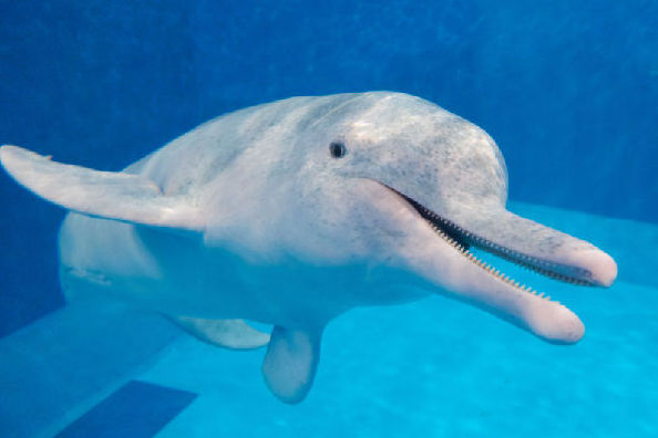 白海豚高清