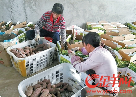 种植番薯改变村貌 吴川稳村走出农业产业发展新模式