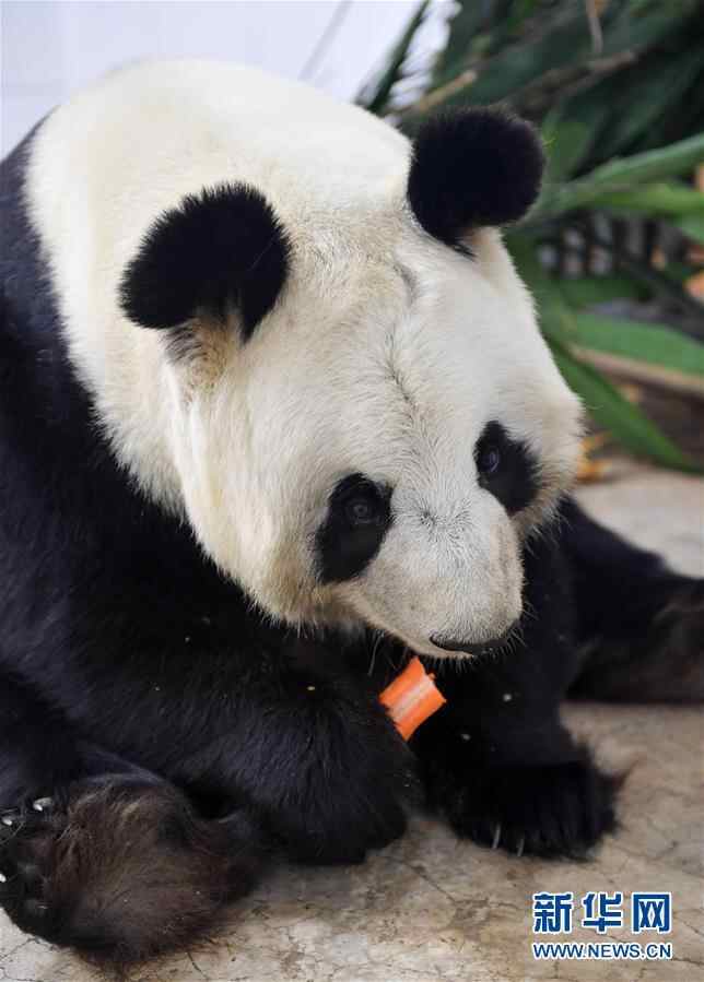 零下15摄氏度 大熊猫这样过冬！