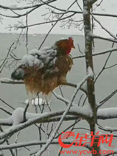 看雪的鸡