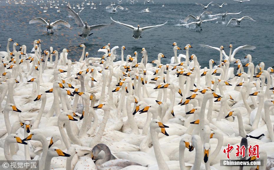 天鹅成群结队越冬威海 吸引大批游客