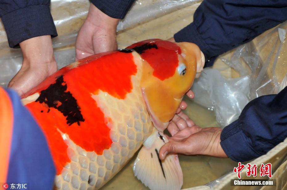 深圳海关截获日本名贵锦鲤 最长达1米色彩鲜艳