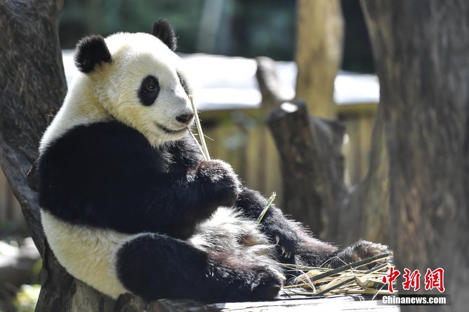 广州迎来暖暖冬日阳光 动物慵懒享受日光浴