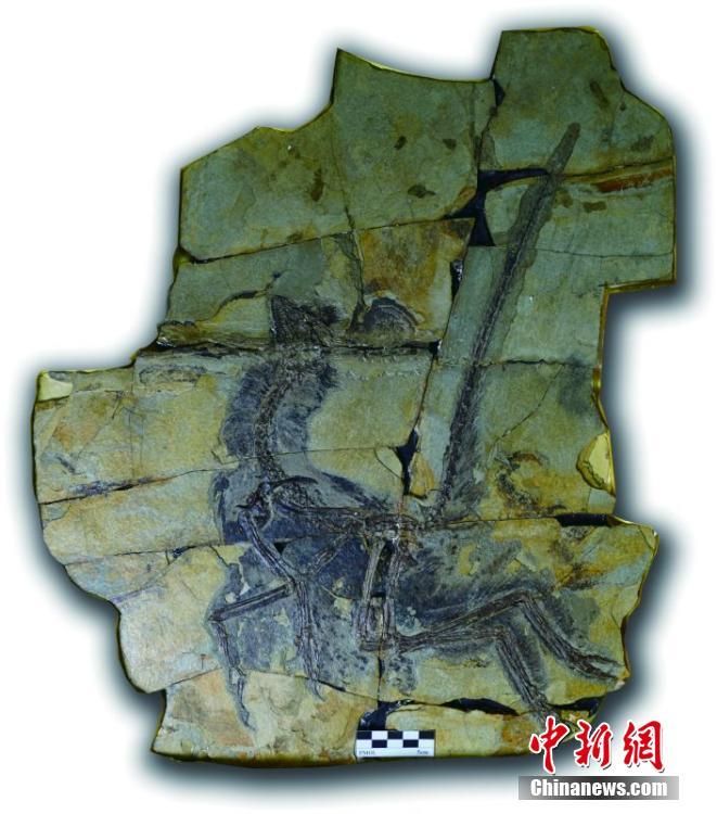 欧洲收藏家向辽宁赠送8件“世界最早的鸟”化石