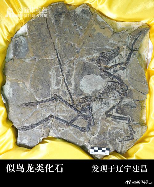 欧洲收藏家向辽宁赠送8件“世界最早的鸟”化石
