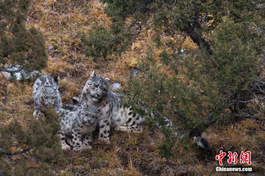 法国摄影师在青海杂多拍摄到小雪豹“写真”