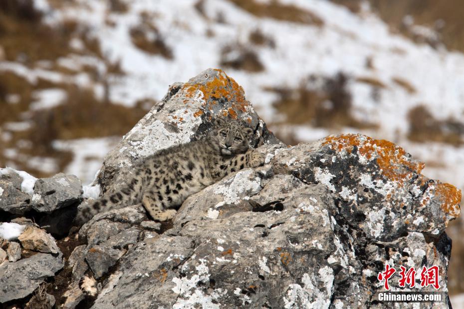 法国摄影师在青海杂多拍摄到小雪豹“写真”