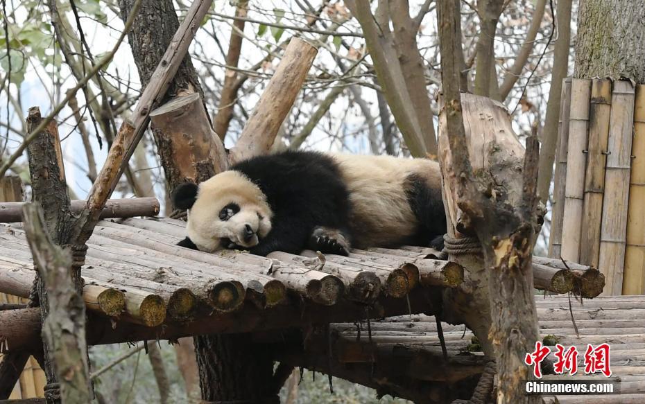 成都大熊猫繁育研究基地回应网传“虐待大熊猫”事件