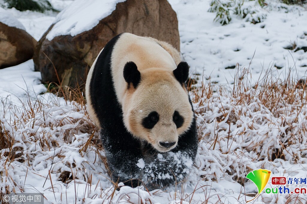 杭州大熊猫雪地里撒欢 开启“翻滚模式”