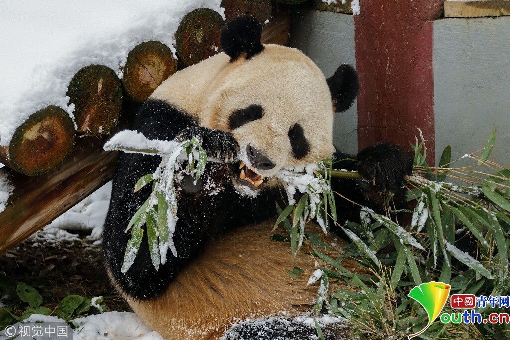 杭州大熊猫雪地里撒欢 开启“翻滚模式”