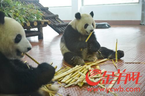 广州动物园熊猫馆正式向游客开放