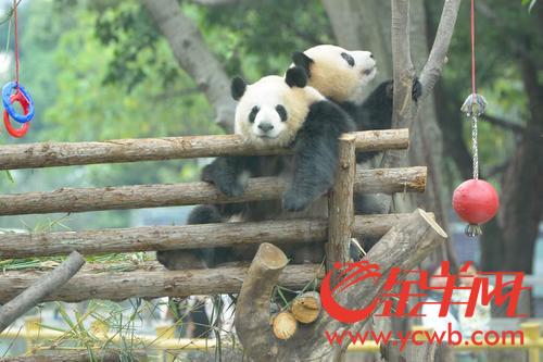 广州动物园熊猫馆正式向游客开放
