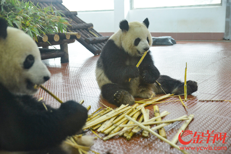 广州新熊猫馆开馆了 春节不如去看萌萌的“国宝”