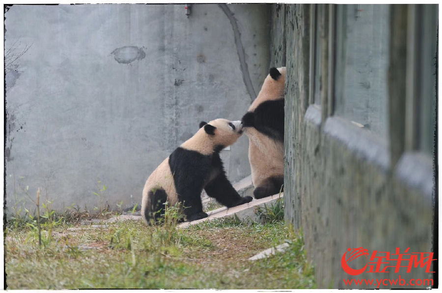 广州新熊猫馆开馆了 春节不如去看萌萌的“国宝”