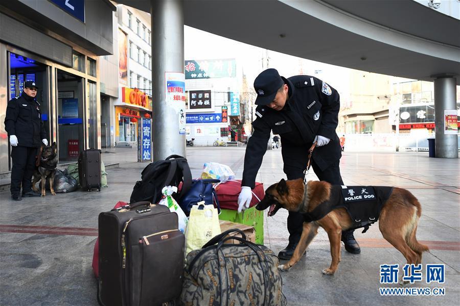 警犬“虎子”的新春第一班岗