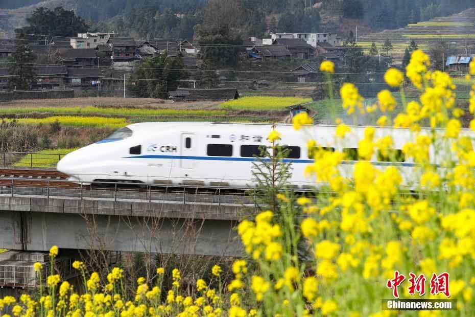 开往春天的列车 穿梭油菜花田美如画