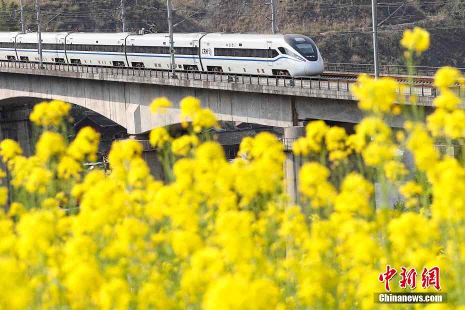 开往春天的列车 穿梭油菜花田美如画