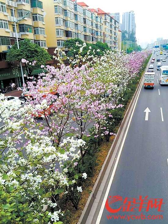 广州黄埔大道紫荆花 “火力全开” 春意盎然