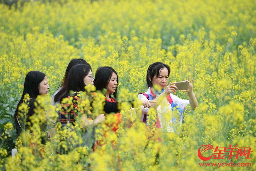 广州海珠湿地公园灿烂的油菜花