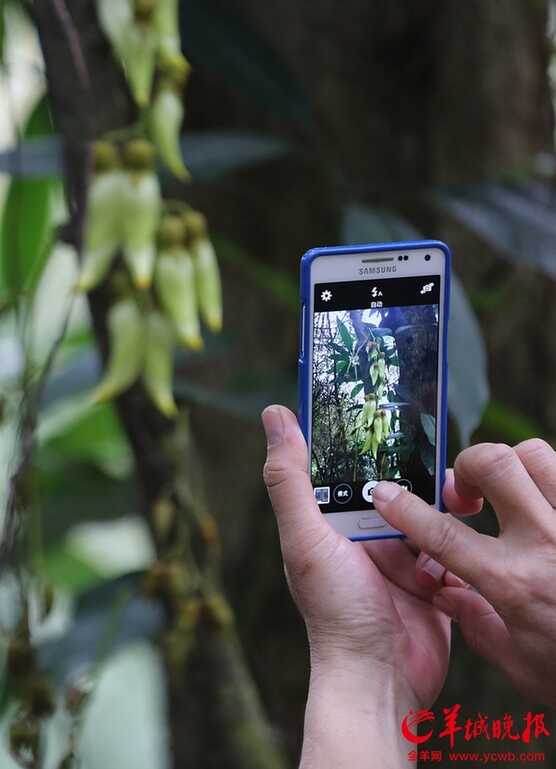 翠绿的禾雀花惹人喜爱。羊城晚报记者王俊伟摄