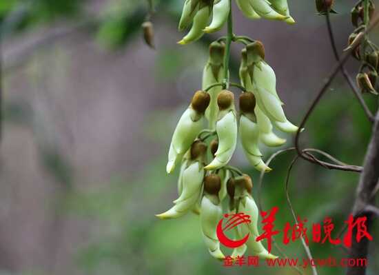 羊城晚报记者王俊伟摄