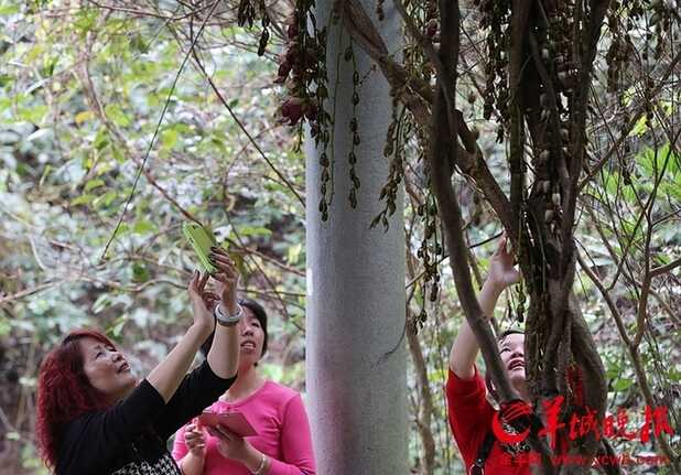 少见的紫色禾雀花让游客争先拍照。羊城晚报记者王俊伟摄