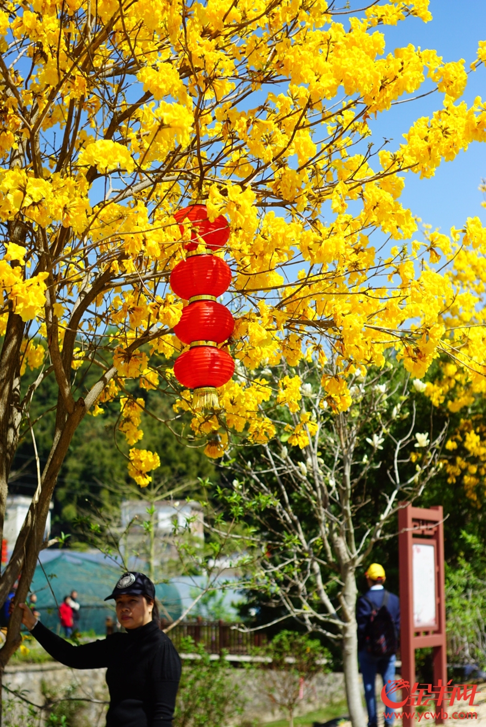 花都的油菜花和黄花风铃木