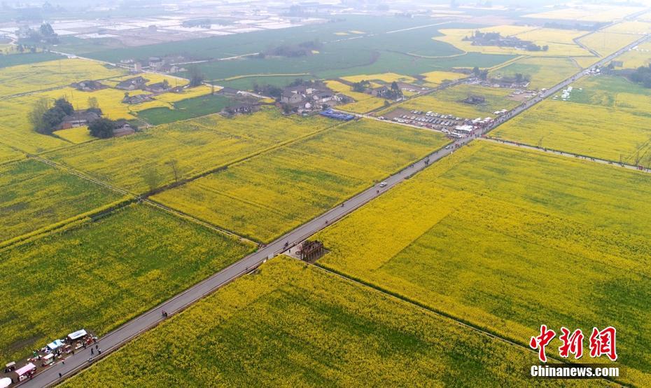 成都邛崃万亩油菜花盛开引八方游客