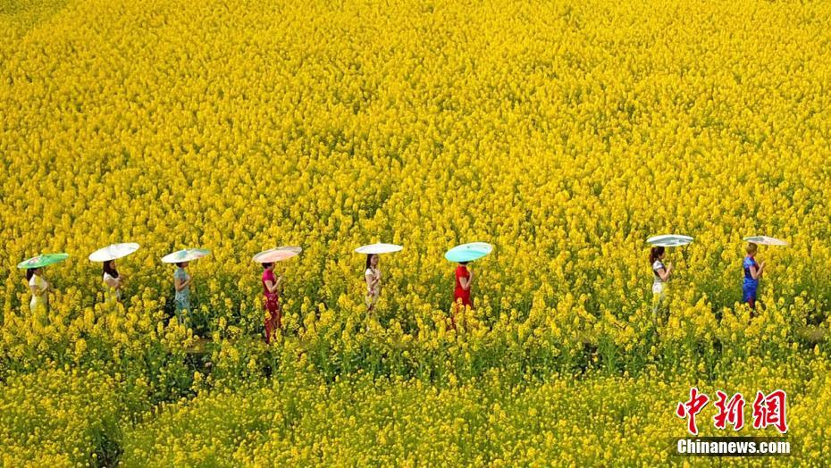 成都邛崃万亩油菜花盛开引八方游客