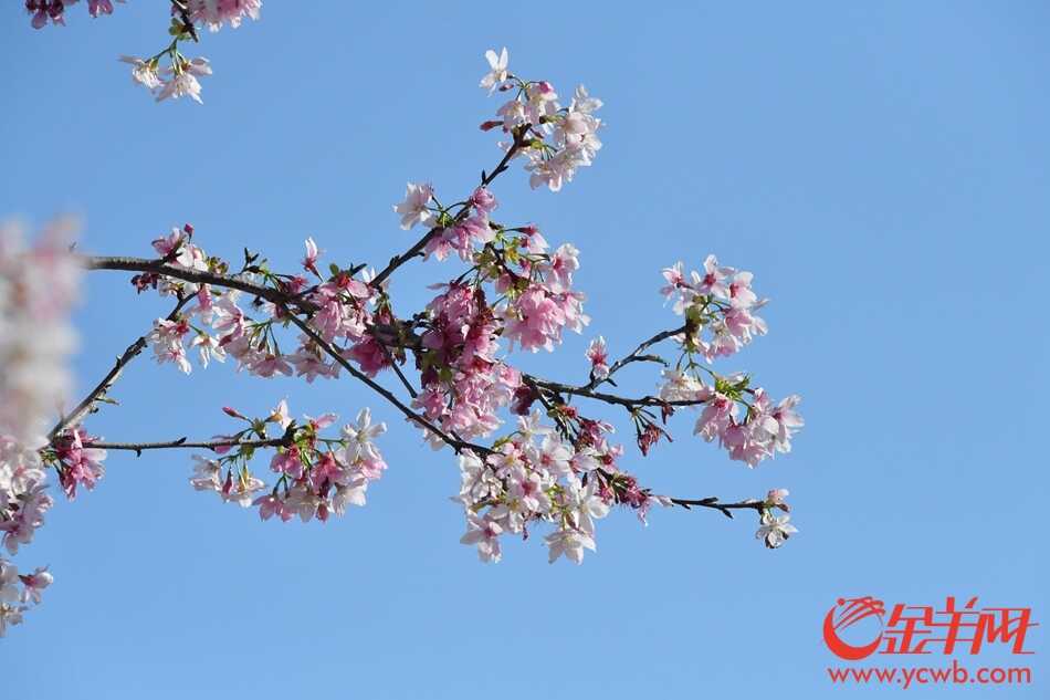 “广州蓝”下赏“广州红”