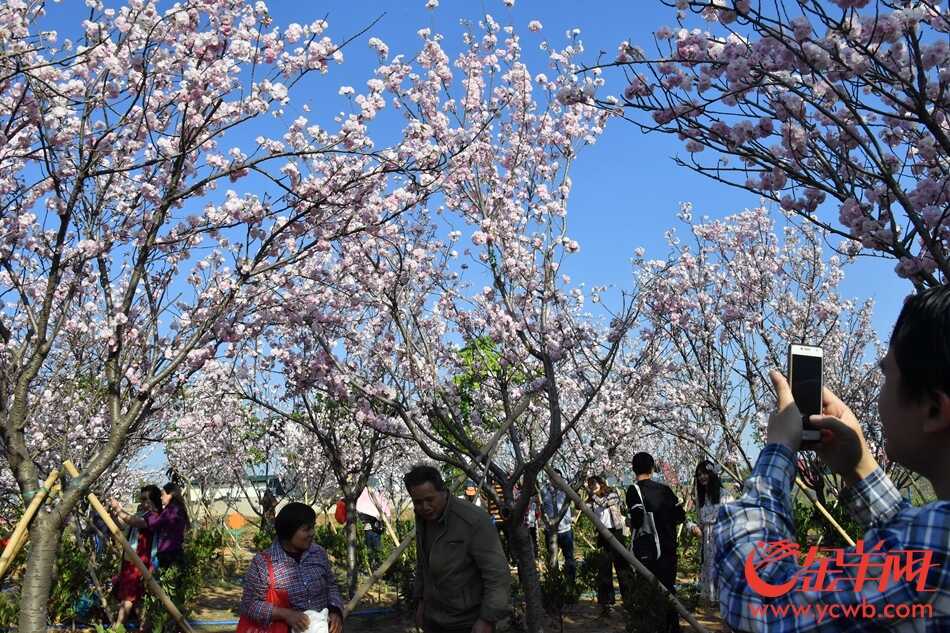 “广州蓝”下赏“广州红”