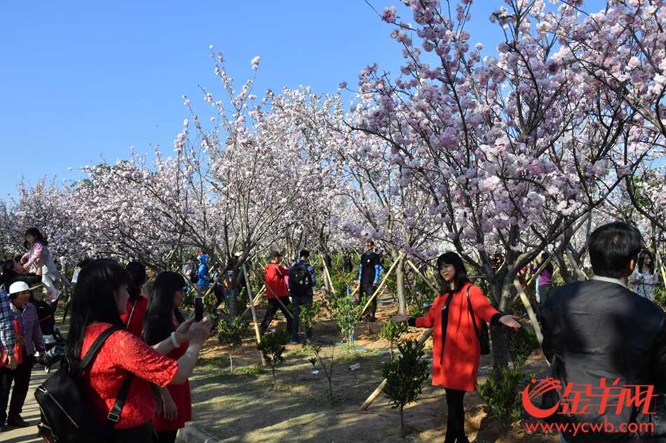 “广州蓝”下赏“广州红”
