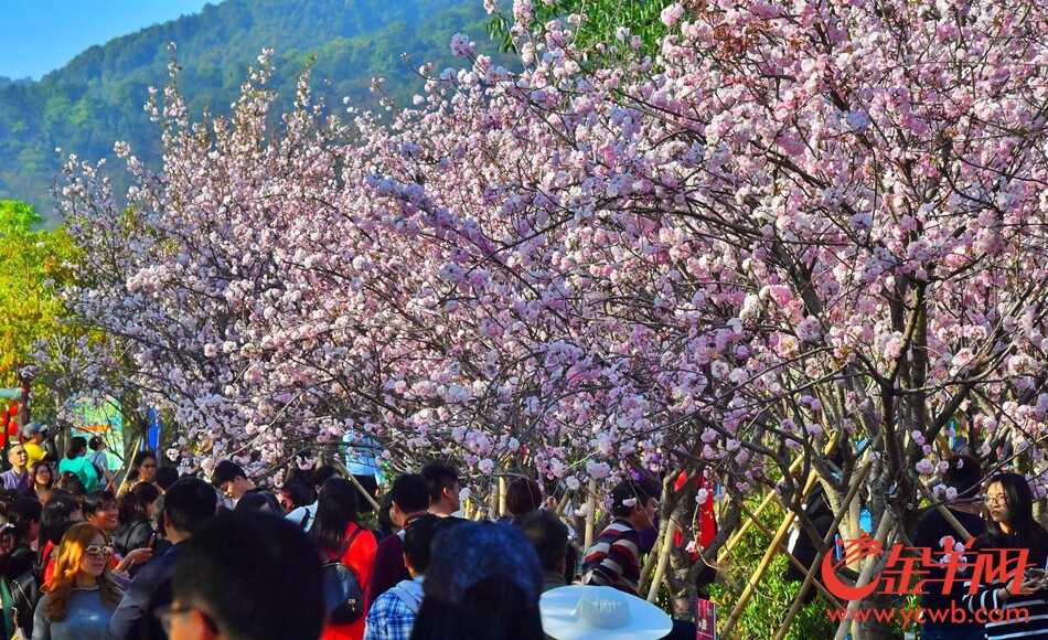 “广州蓝”下赏“广州红”