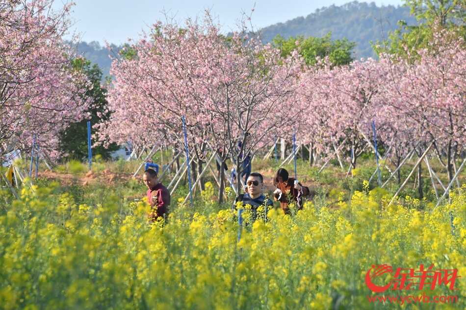“广州蓝”下赏“广州红”
