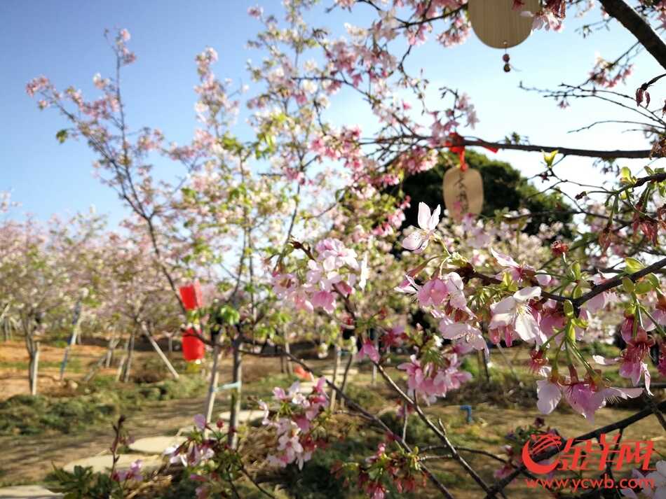 “广州蓝”下赏“广州红”