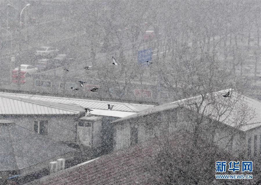 终于等到你！北京迎来春雪 