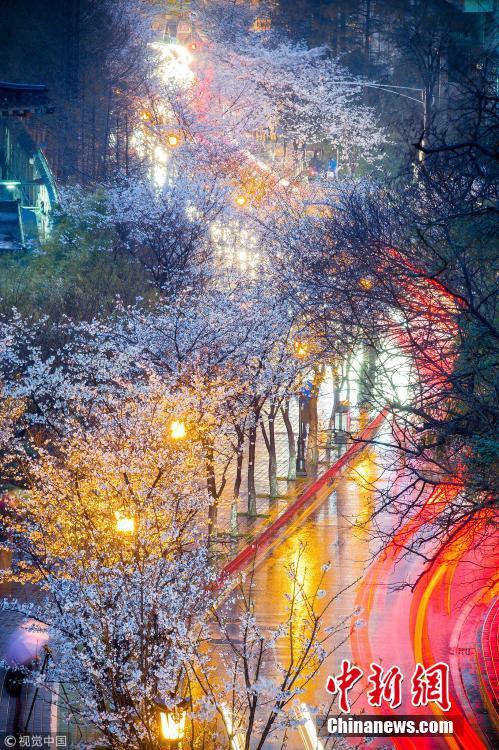春分时节 南京鸡鸣寺路“夜樱”烂漫
