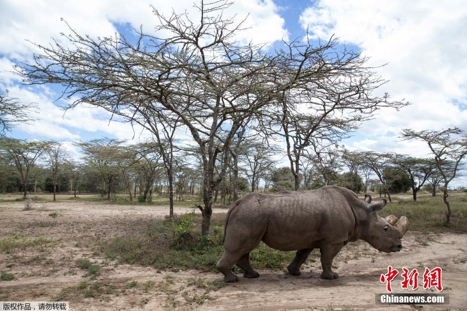 世界最后一头雄性北方白犀牛“苏丹”被实施安乐死