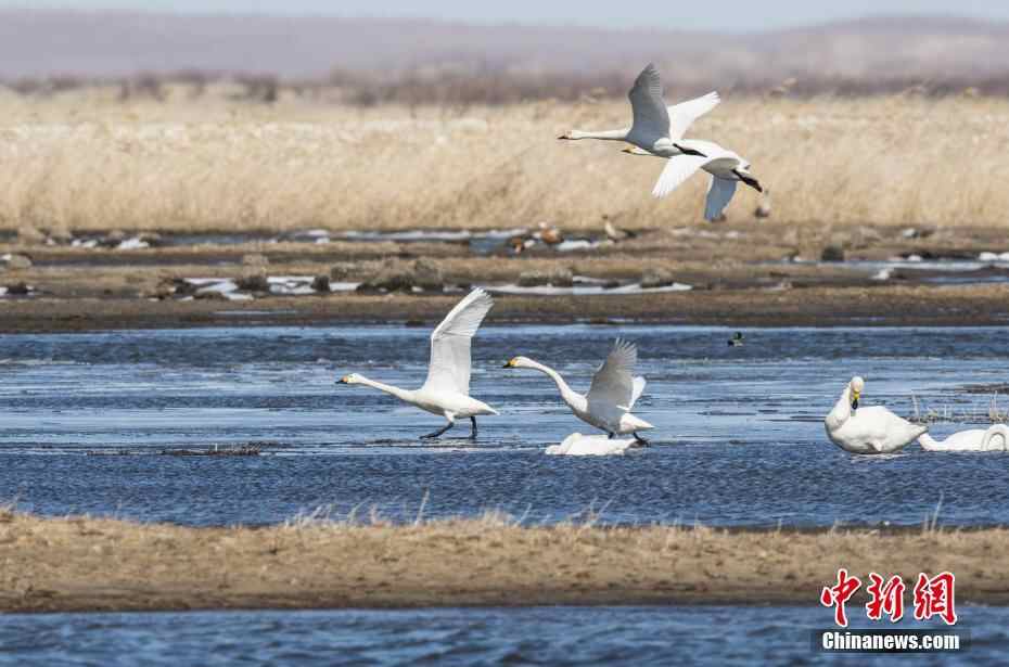 罕见！呼伦贝尔三月早早迎来大量天鹅