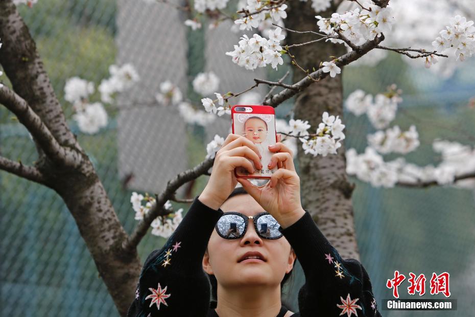 上海同济大学樱花盛放 民众慕名前往观赏