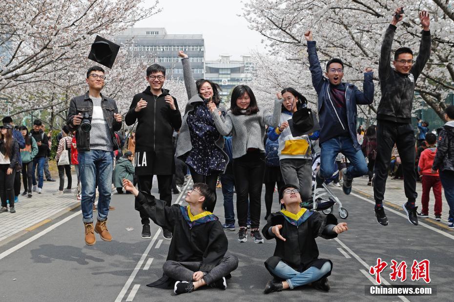 上海同济大学樱花盛放 民众慕名前往观赏