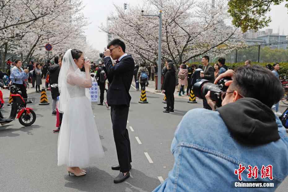 上海同济大学樱花盛放 民众慕名前往观赏