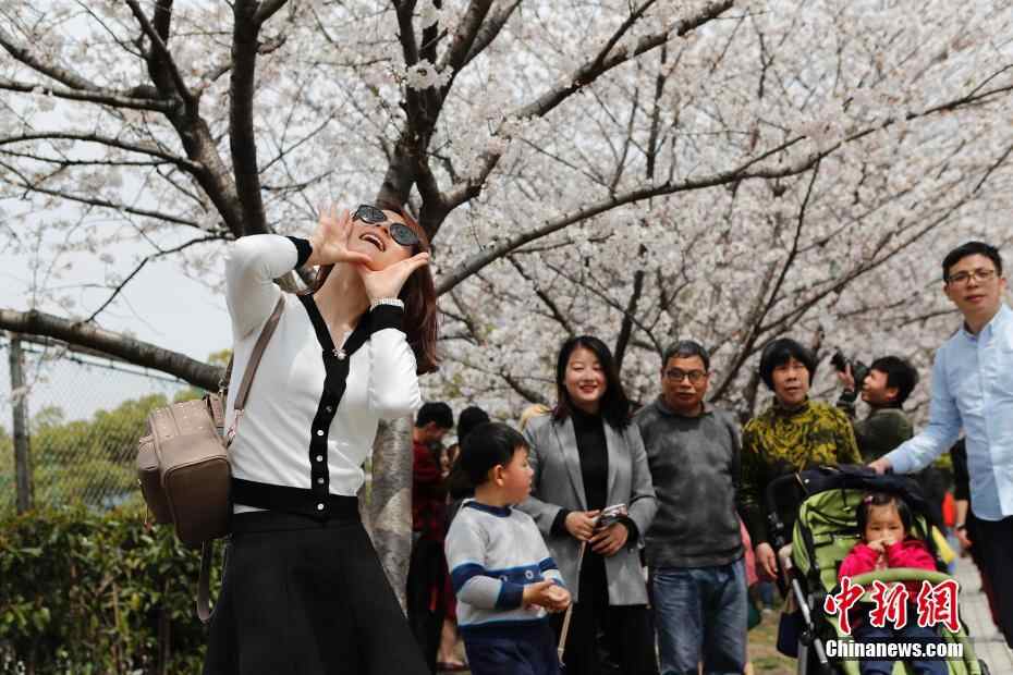 上海同济大学樱花盛放 民众慕名前往观赏