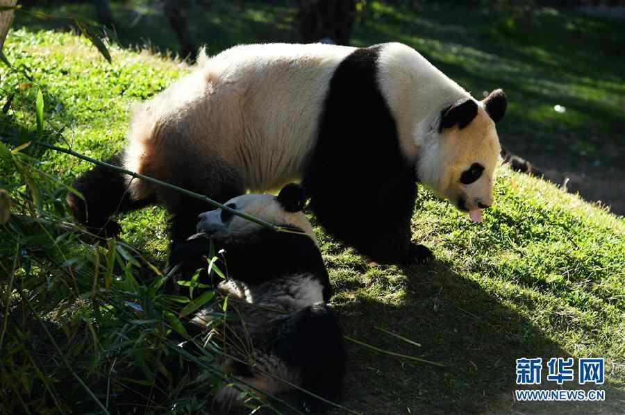 马德里动物园的“熊猫姐妹”