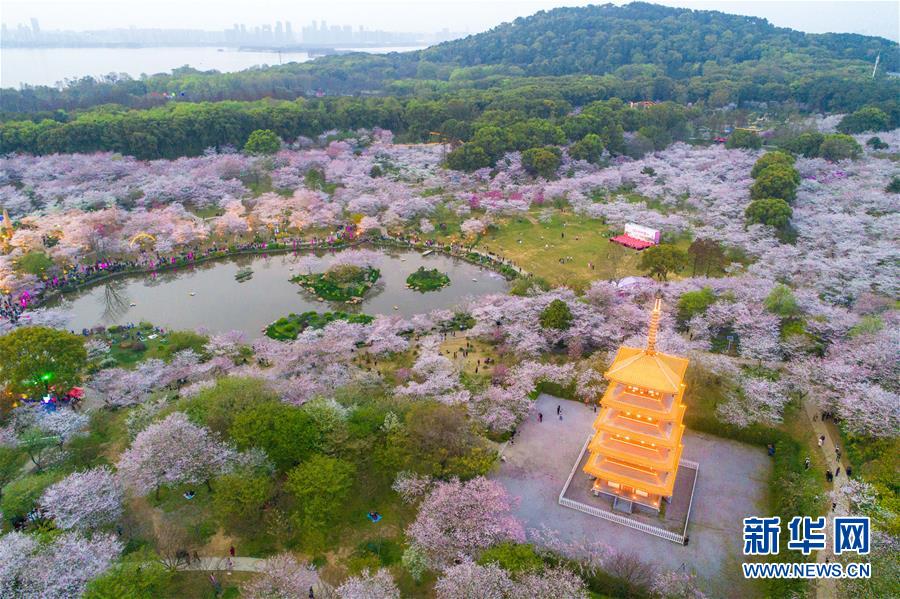 湖北武汉樱花缤纷醉游人