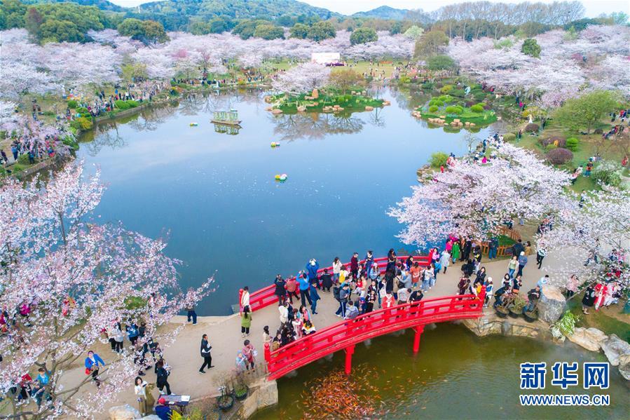 湖北武汉樱花缤纷醉游人