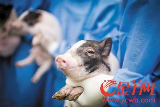 培育出的病猪 培育出的病猪