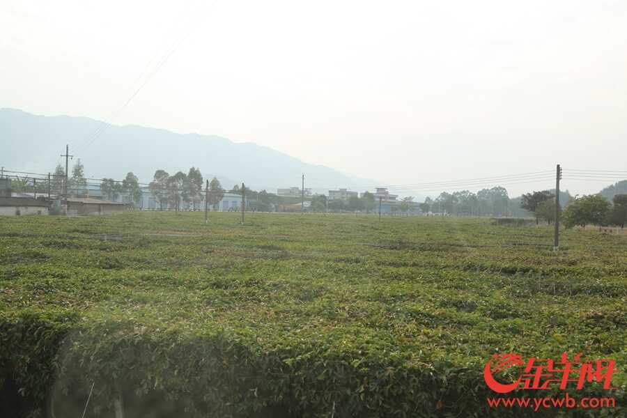 清远新农村建设成效明显