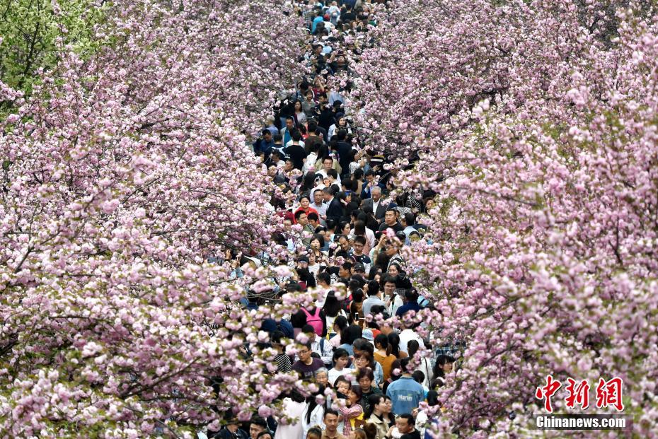 万人涌入中国科大“樱花大道”赏花