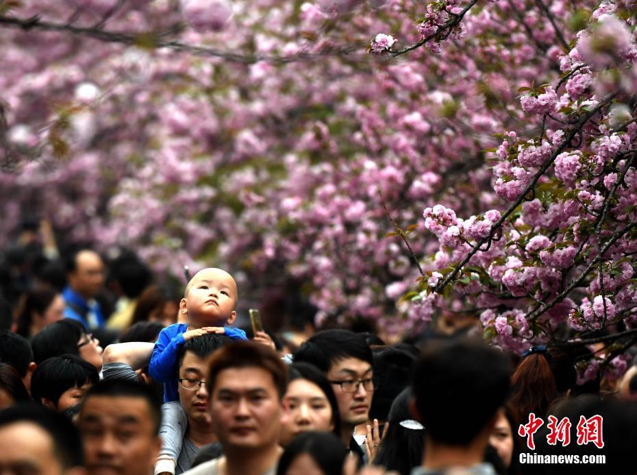 万人涌入中国科大“樱花大道”赏花